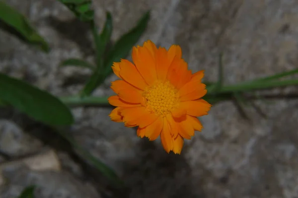 Schöne Gelbe Blume Garten — Stockfoto