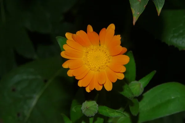 Bellissimo Fiore Giallo Giardino — Foto Stock