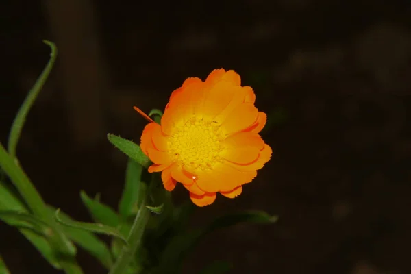 Bellissimo Fiore Giallo Giardino — Foto Stock