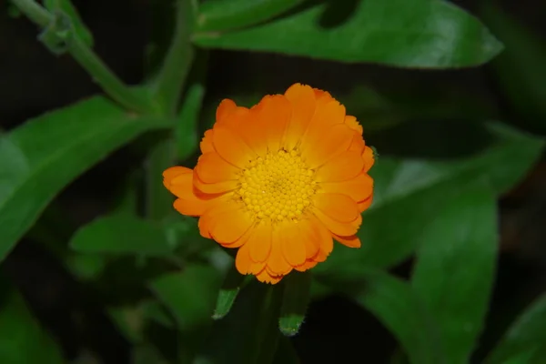Красива Жовта Квітка Саду — стокове фото