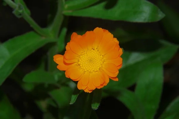 Belle Fleur Jaune Dans Jardin — Photo