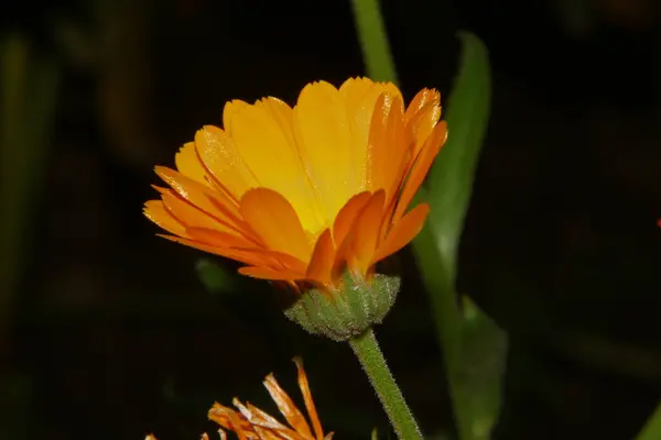 Hermosa Flor Amarilla Jardín — Foto de Stock