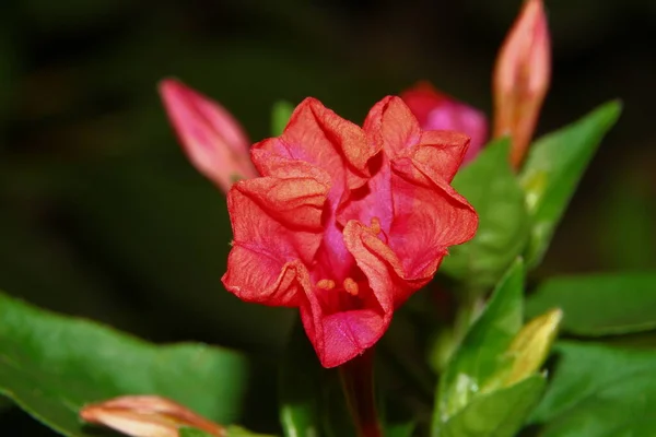 Piękny Czerwony Kwiat Ogrodzie — Zdjęcie stockowe