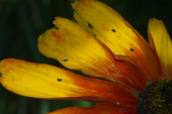 Vacker Gul Blomma Trädgården Nära Skogen — Stockfoto