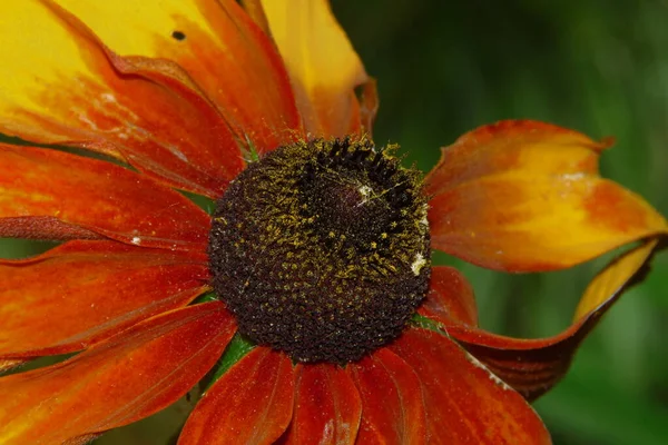 Hermosa Flor Amarilla Jardín Cerca Del Bosque — Foto de Stock