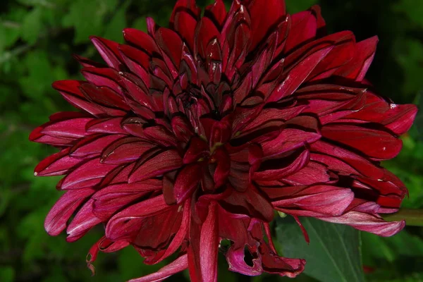 Όμορφο Κόκκινο Λουλούδι Στον Κήπο Κοντά Στο Δάσος — Φωτογραφία Αρχείου