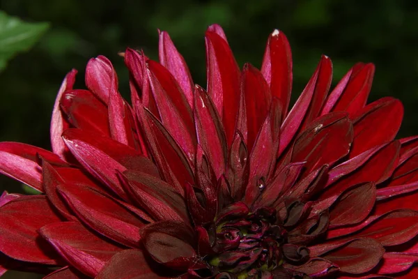 Ormanın Yakınındaki Bahçede Güzel Kırmızı Çiçek — Stok fotoğraf