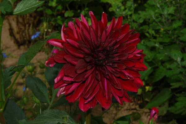 Belle Fleur Rouge Dans Jardin Près Forêt — Photo