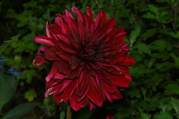 Belle Fleur Rouge Dans Jardin Près Forêt — Photo