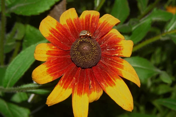 Hermosa Flor Amarilla Jardín Cerca Del Bosque — Foto de Stock