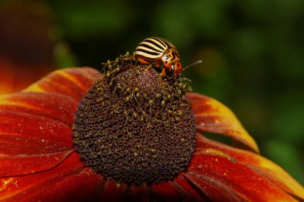 Belle Fleur Jaune Dans Jardin Près Forêt — Photo