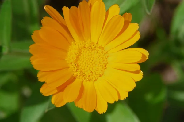 Bellissimo Fiore Giallo Nel Giardino Vicino Alla Foresta — Foto Stock