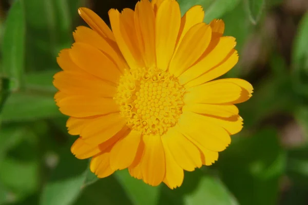 Bellissimo Fiore Giallo Nel Giardino Vicino Alla Foresta — Foto Stock