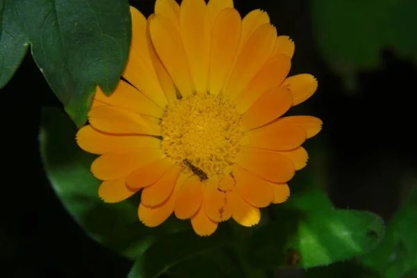 Vacker Gul Blomma Trädgården Nära Skogen — Stockfoto