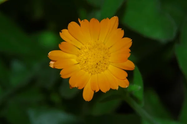 Belle Fleur Jaune Dans Jardin Près Forêt — Photo