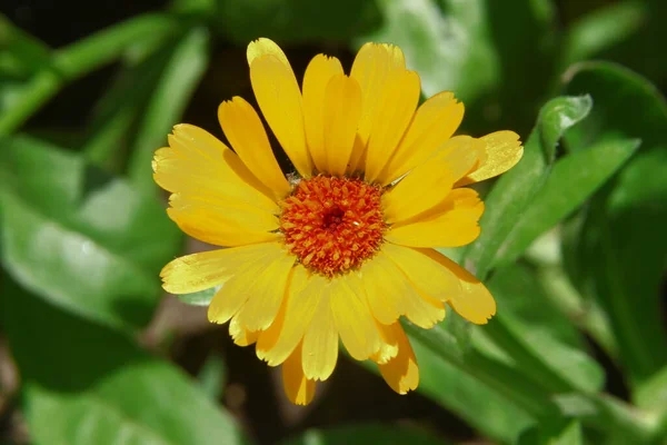 Hermosa Flor Amarilla Jardín Cerca Del Bosque —  Fotos de Stock