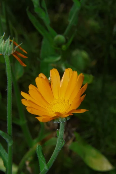 Hermosa Flor Amarilla Jardín Cerca Del Bosque — Foto de Stock