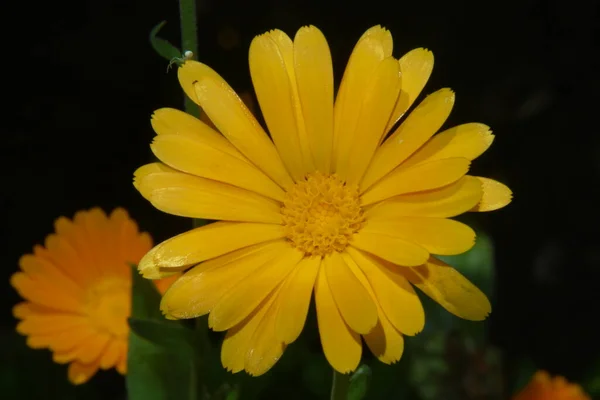 Bellissimo Fiore Giallo Nel Giardino Vicino Alla Foresta — Foto Stock