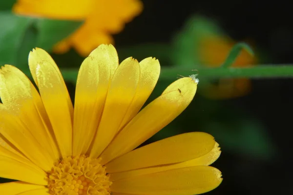 森の近くの庭の美しい黄色の花 — ストック写真