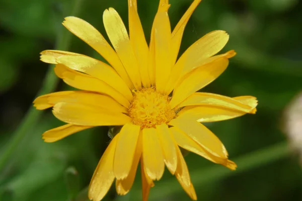 Vacker Gul Blomma Trädgården Nära Skogen — Stockfoto