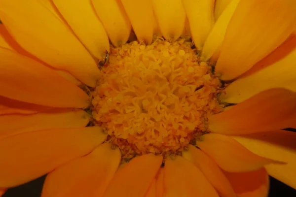 Желтый Цветок Саду Рядом Лесом — стоковое фото