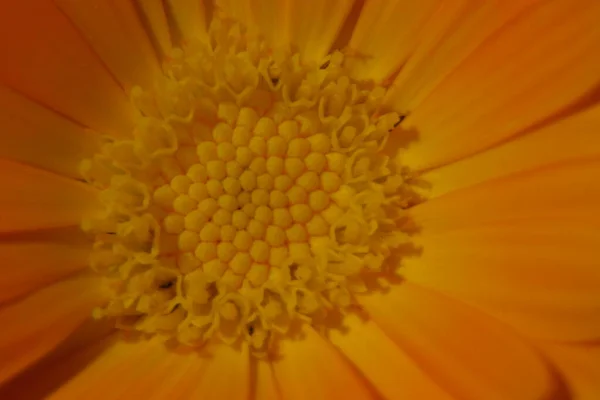 Красива Жовта Квітка Саду Біля Лісу — стокове фото