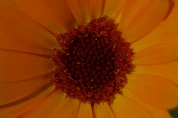 Bellissimo Fiore Giallo Nel Giardino Vicino Alla Foresta — Foto Stock