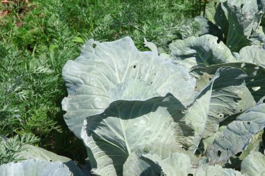 Bahçede yeşil, kalın lahana yaprakları