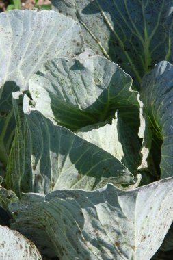 Bahçede yeşil, kalın lahana yaprakları