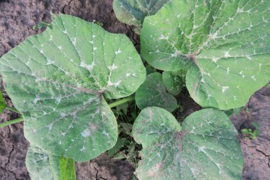 Yaz parkında güzel yeşil yapraklar