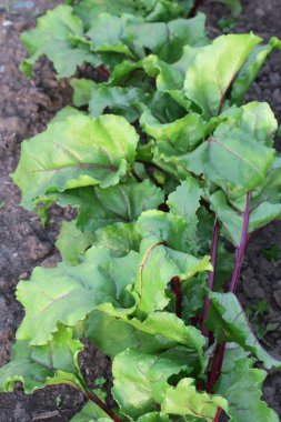 Yaz parkında güzel yeşil yapraklar