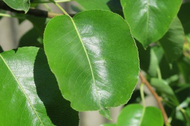 Yaz parkında güzel yeşil yapraklar