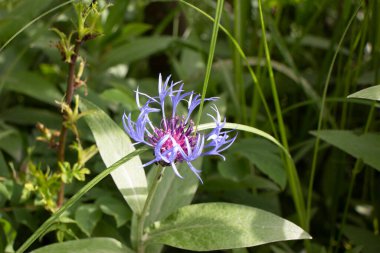 Yaz parkında güzel yeşil yapraklar