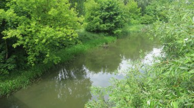 Yaz parkında güzel yeşil yapraklar