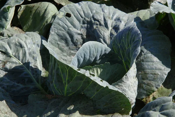 Green Thick Cabbage Leaves Garden — Stock Photo, Image