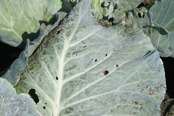 Green thick cabbage leaves in the garden
