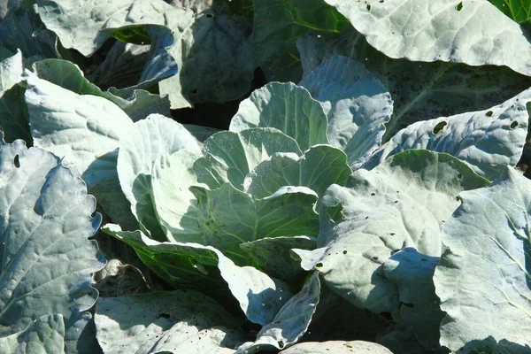 Green Thick Cabbage Leaves Garden — Stock Photo, Image