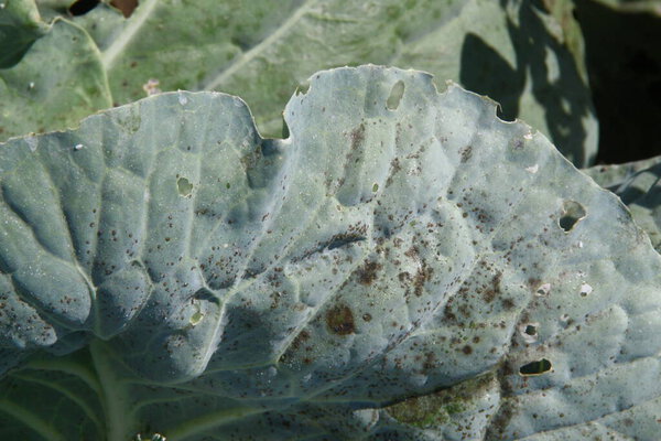 Green thick cabbage leaves in the garden