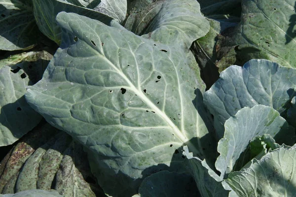 Green Thick Cabbage Leaves Garden — Stock Photo, Image