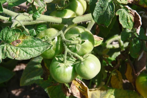 Fruits Verts Tomates Feuilles Vertes Dans Jardin — Photo