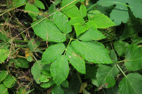 Beautiful Green Leaves Summer Park — Stock Photo, Image