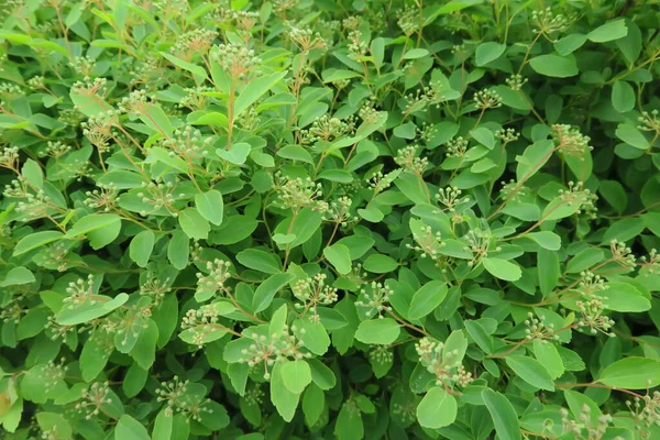 Lindas Folhas Verdes Parque Verão — Fotografia de Stock