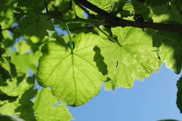 Schöne Grüne Blätter Sommerpark — Stockfoto