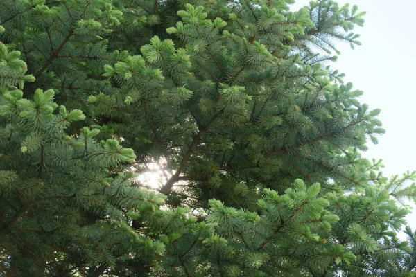 夏の公園の美しい緑の葉 — ストック写真