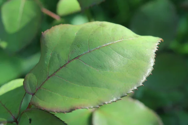 Зеленые Листья Летнем Парке — стоковое фото