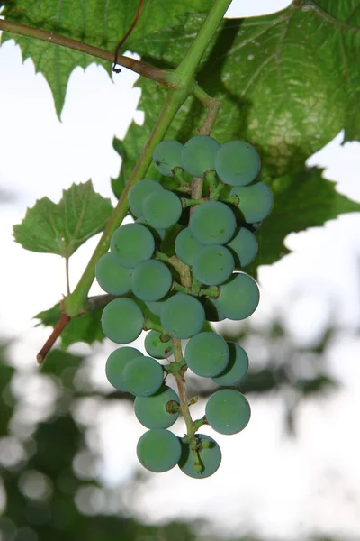 Camarões Verdes Bagas Uvas Folhas Jardim — Fotografia de Stock