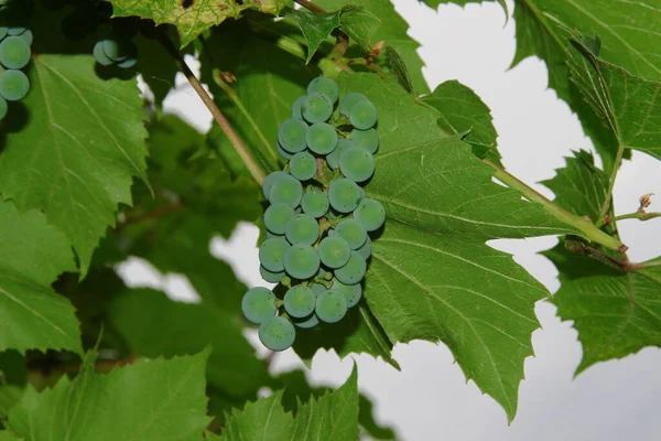Groene Trossen Bessen Van Druiven Bladeren Tuin — Stockfoto