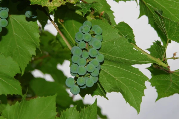 Des Grappes Vertes Des Baies Raisins Feuilles Dans Jardin — Photo