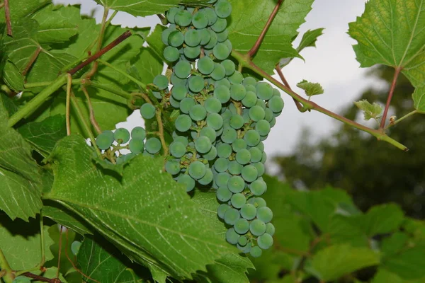 Racimos Verdes Bayas Uvas Hojas Jardín —  Fotos de Stock