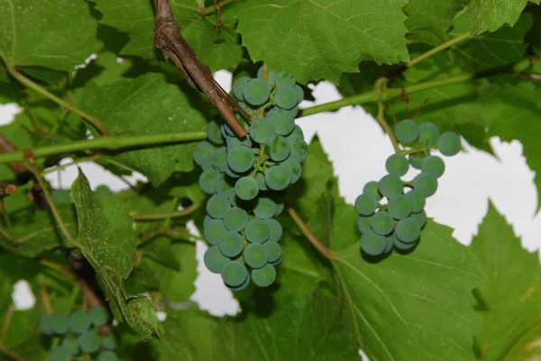 Grüne Trauben Und Beeren Von Trauben Und Blättern Garten — Stockfoto
